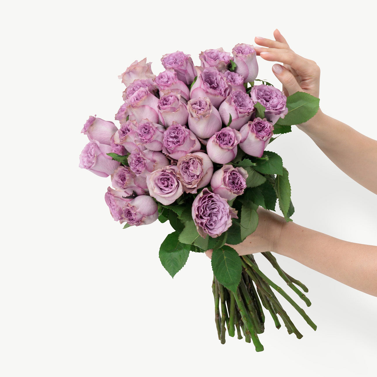 dubairoses