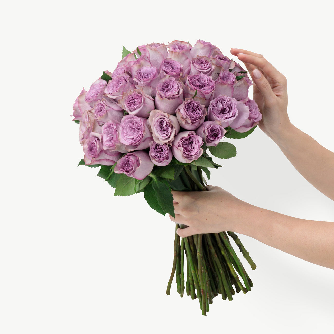 dubairoses