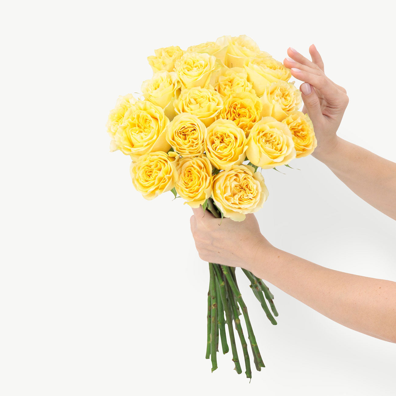 dubairoses
