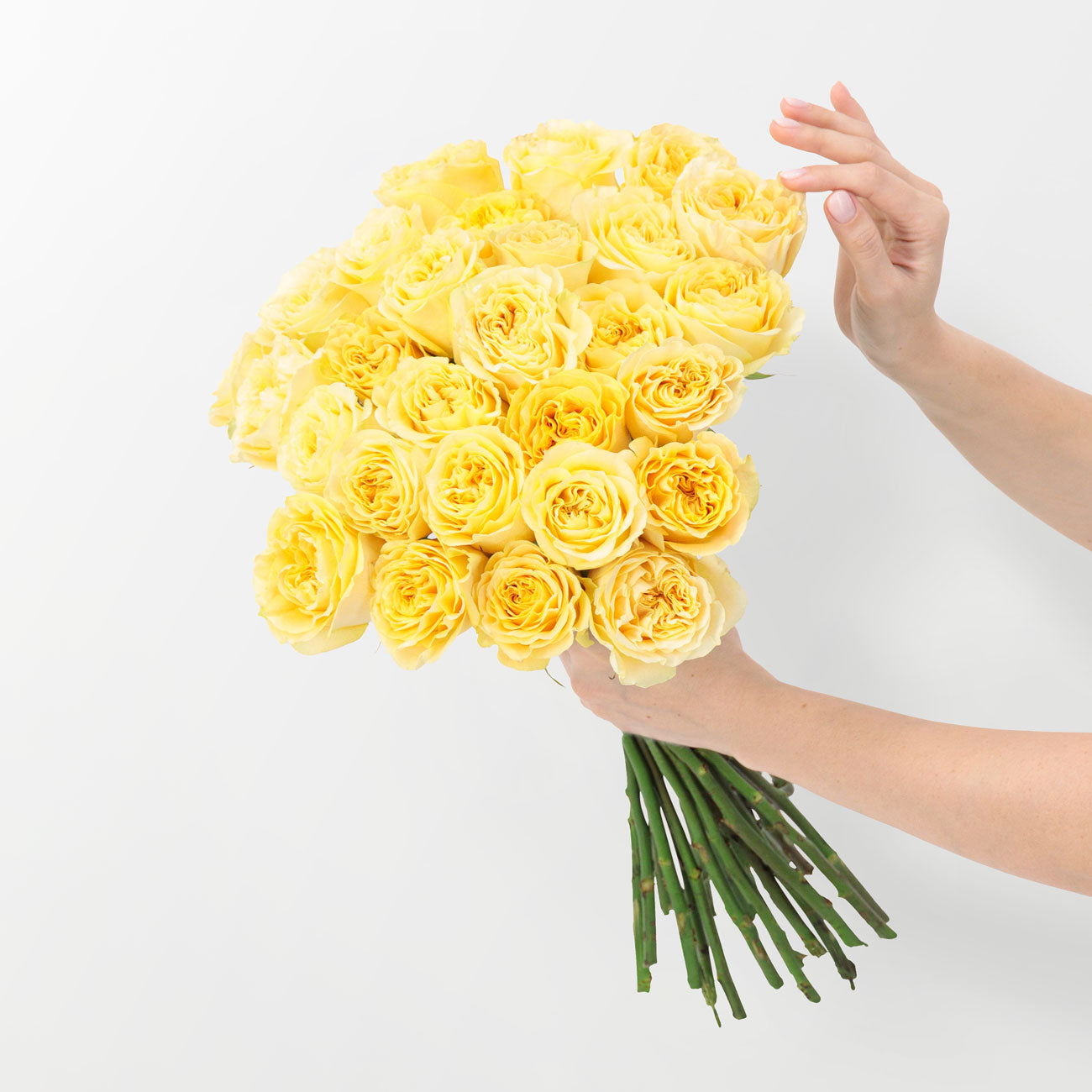 Yellow Turtle Garden Roses