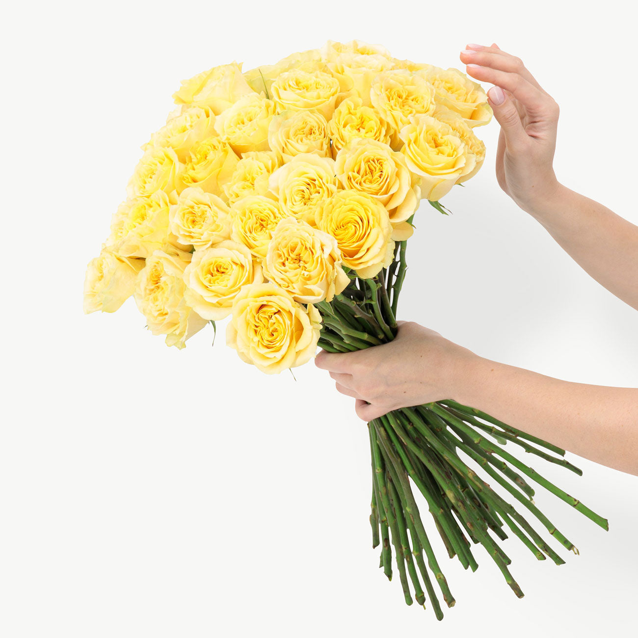Yellow Turtle Garden Roses