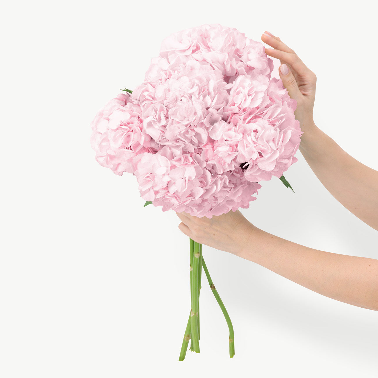 dubairoses