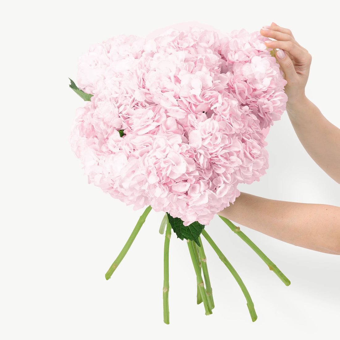 Force Pink Hydrangeas