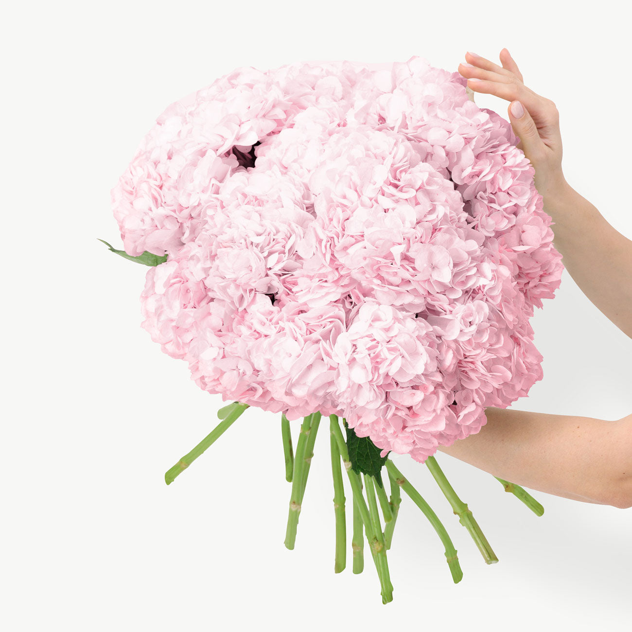dubairoses