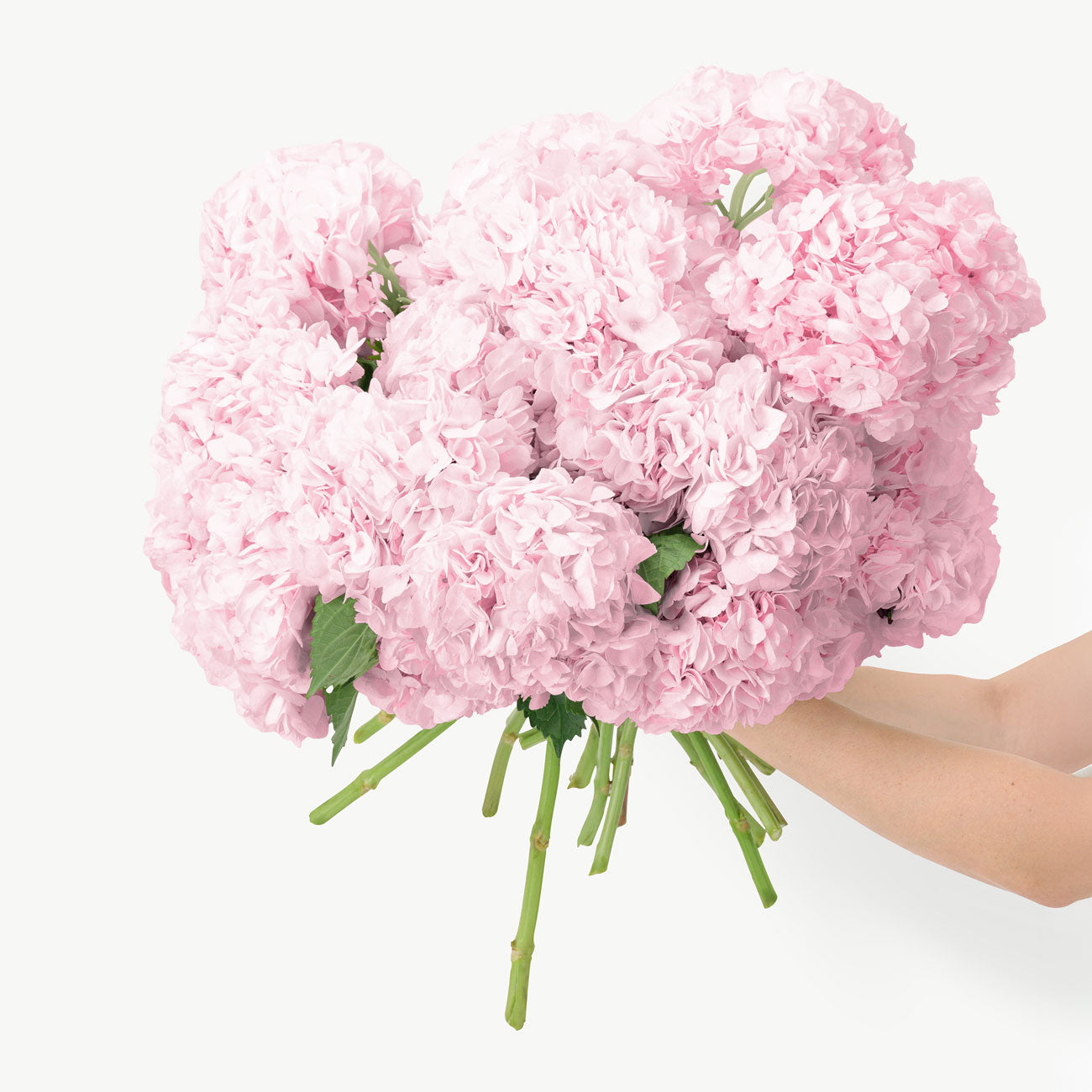 Force Pink Hydrangeas