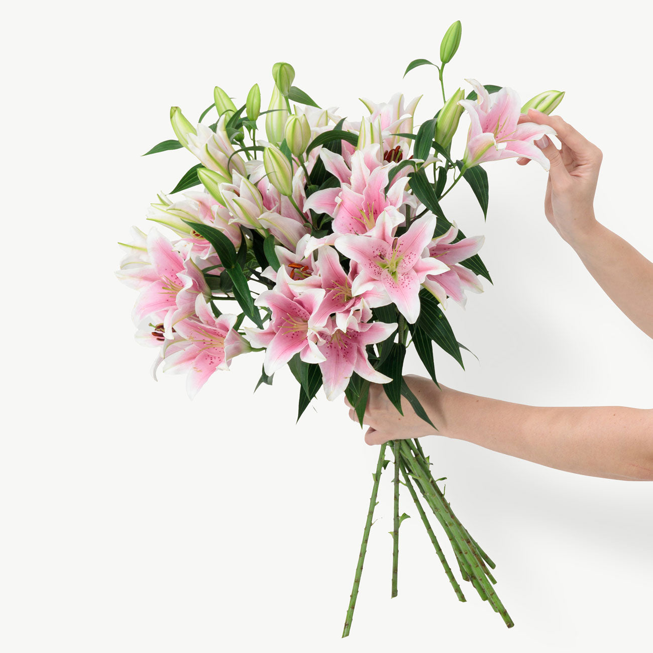 Pink Lilies