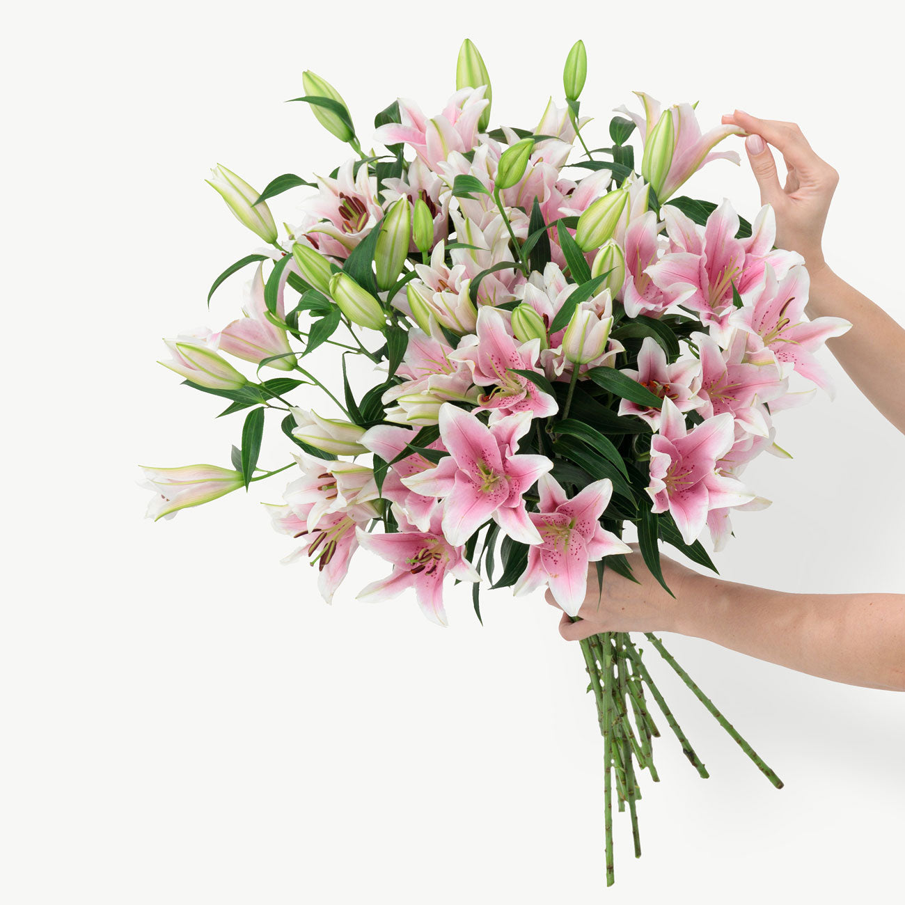 Pink Lilies