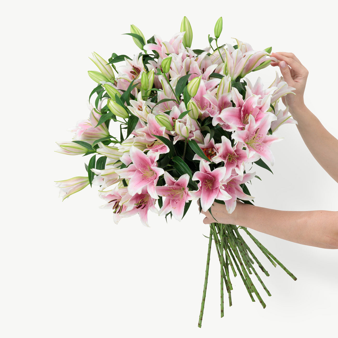 Pink Lilies