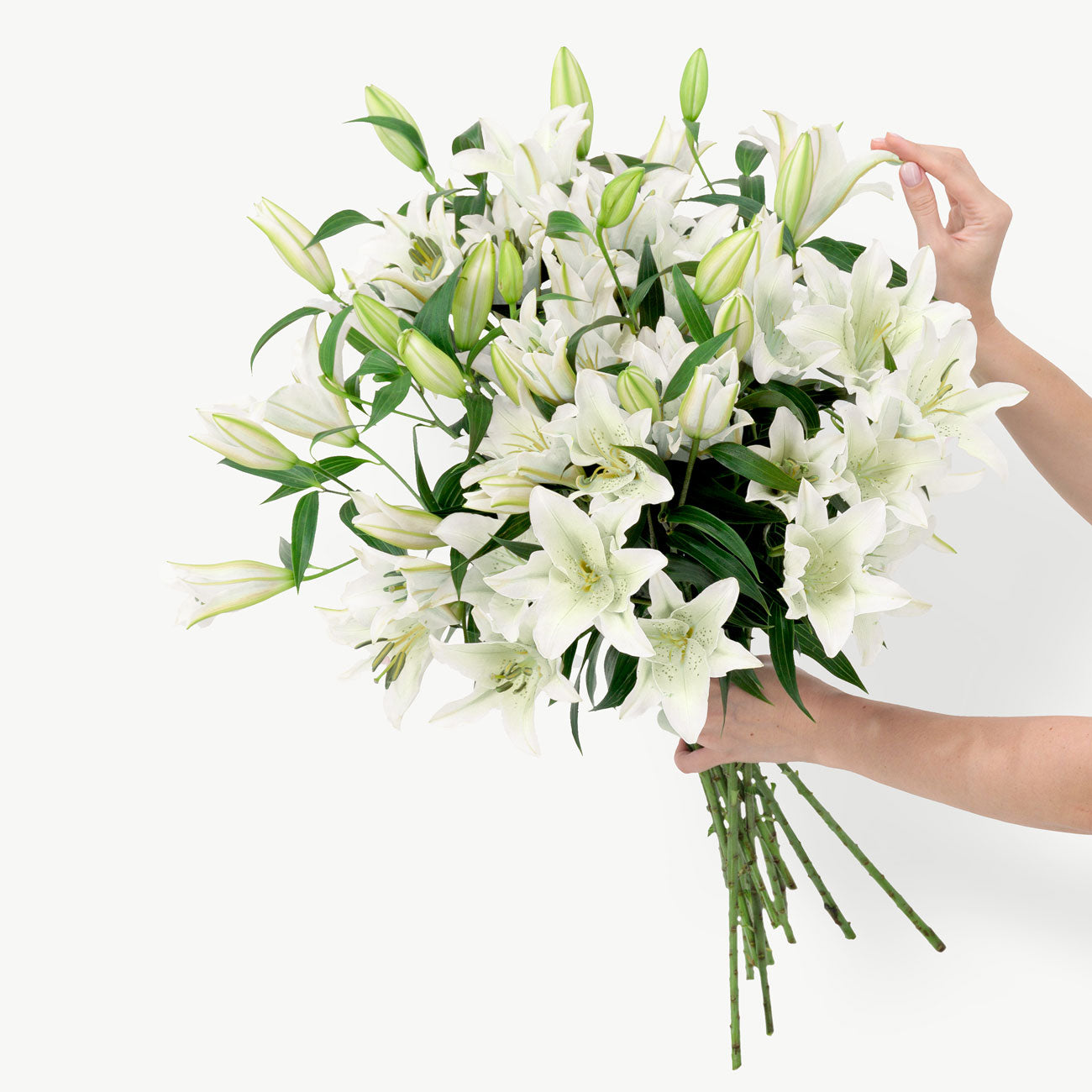 dubairoses