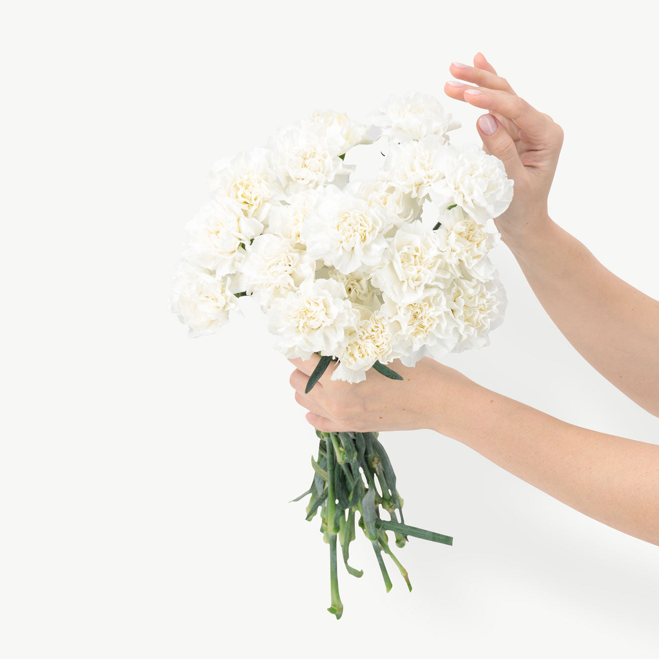 White Carnation