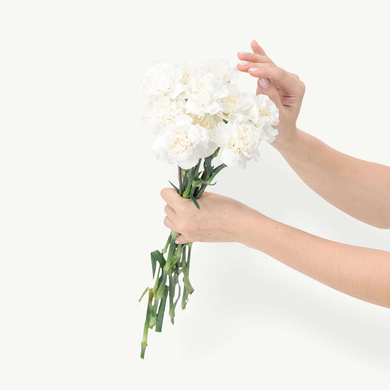 dubairoses