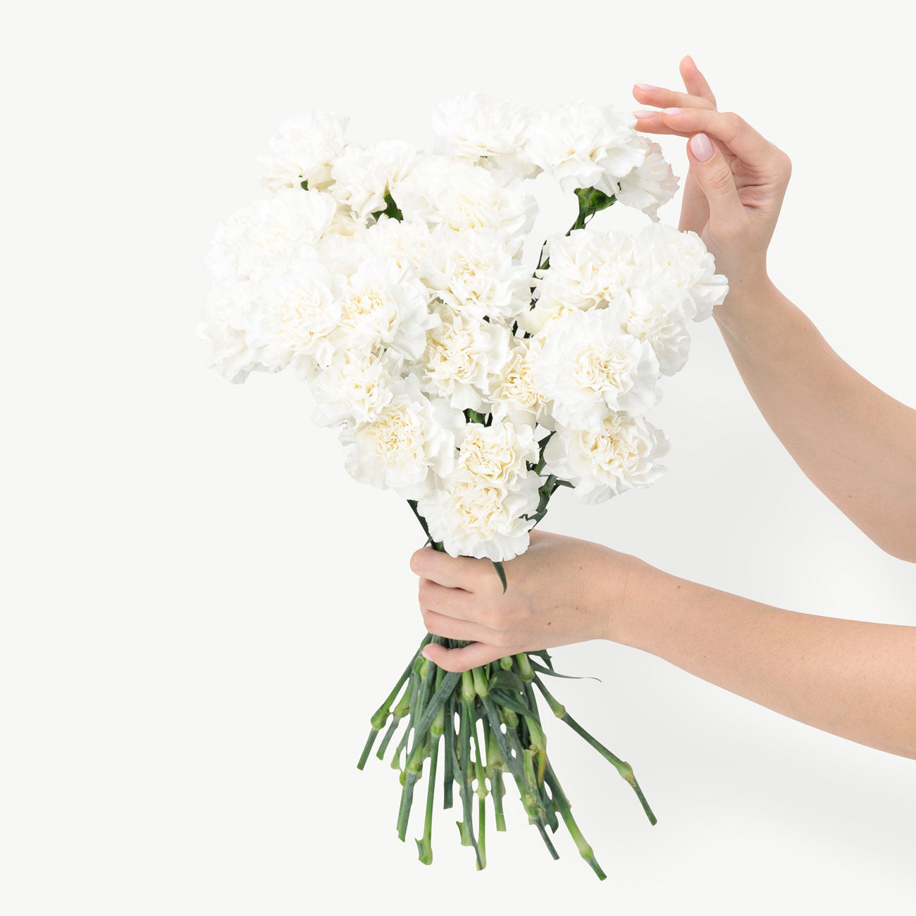 dubairoses