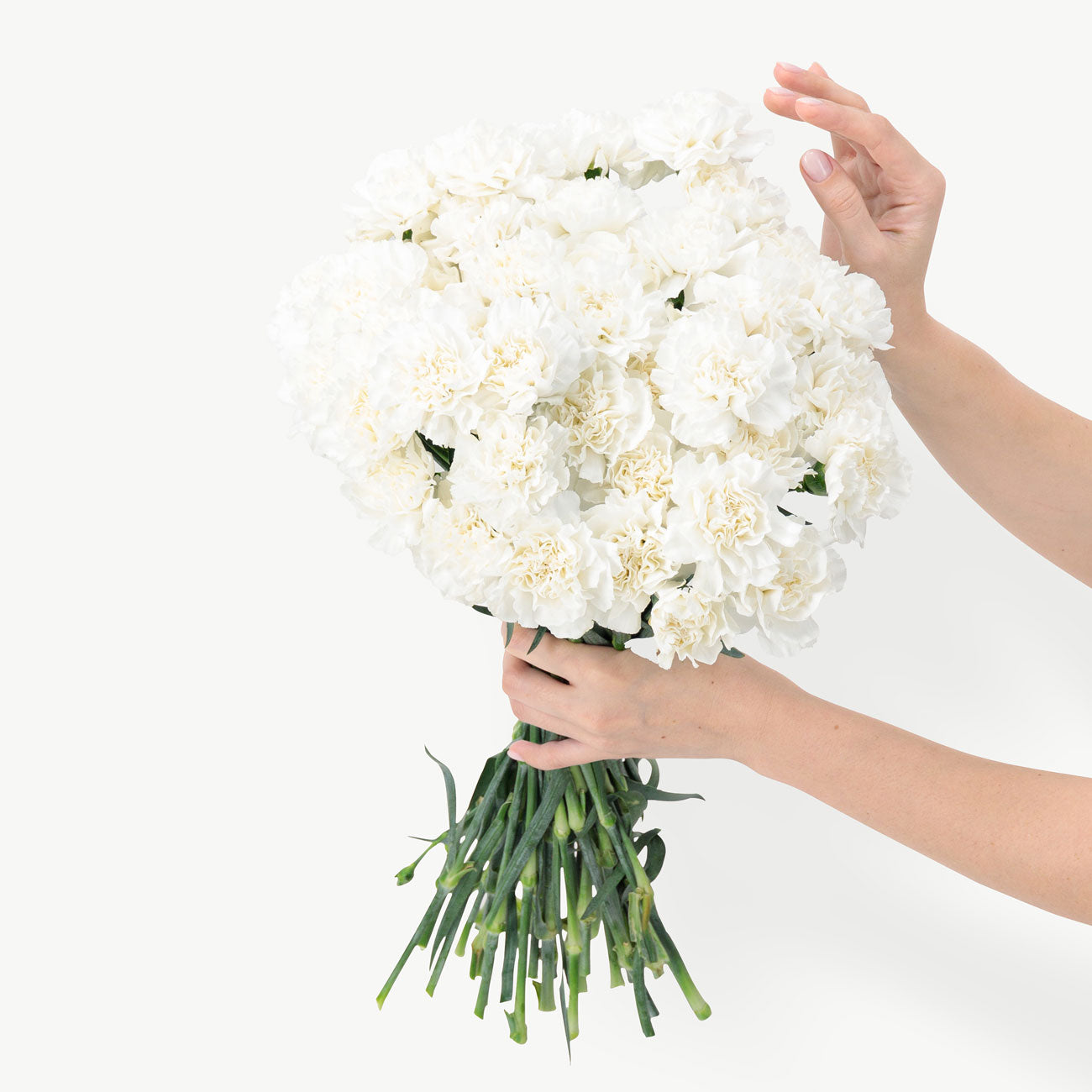 dubairoses