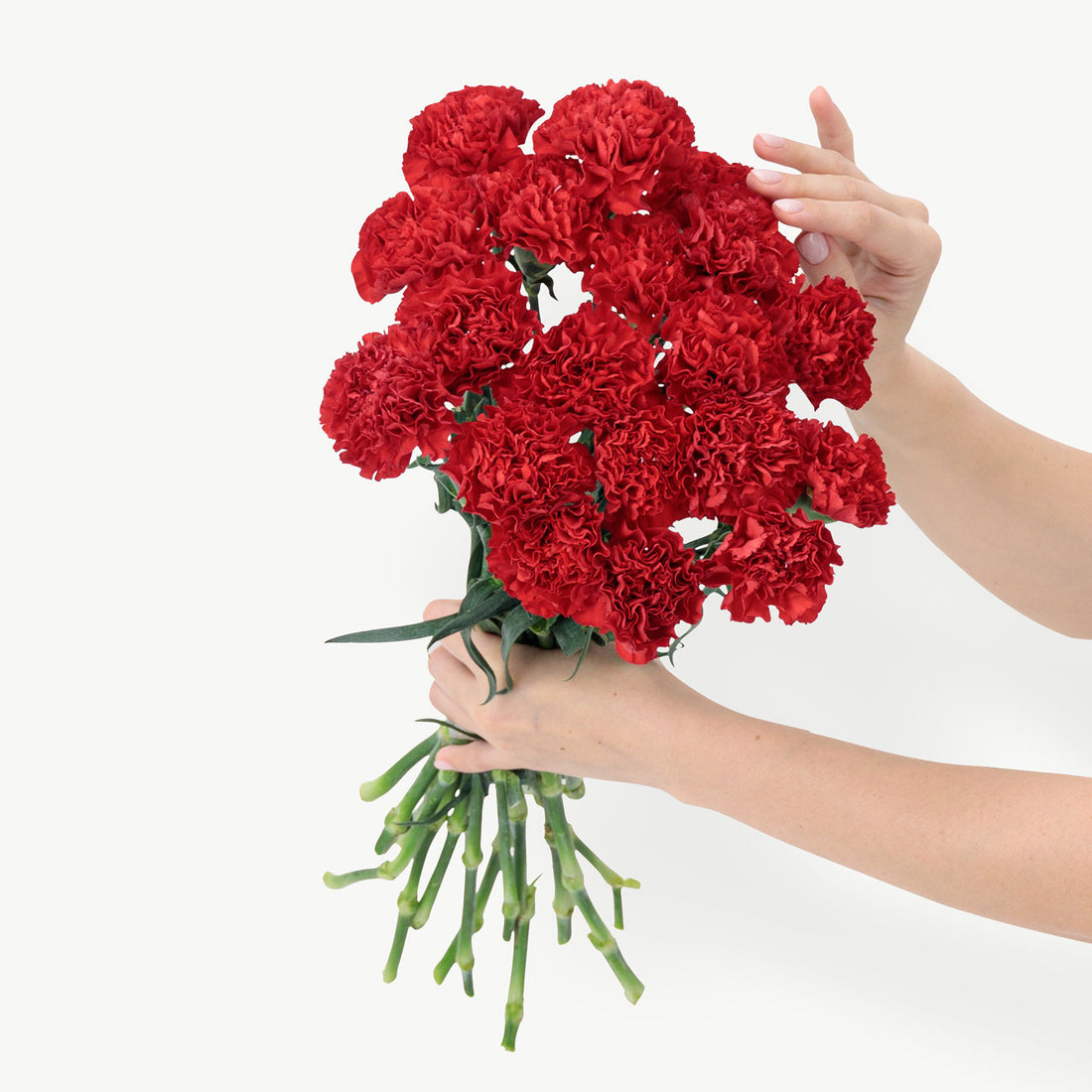 Red Carnation