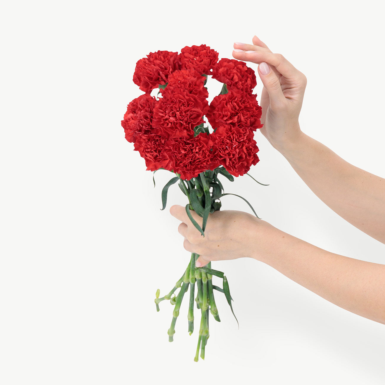 Red Carnation