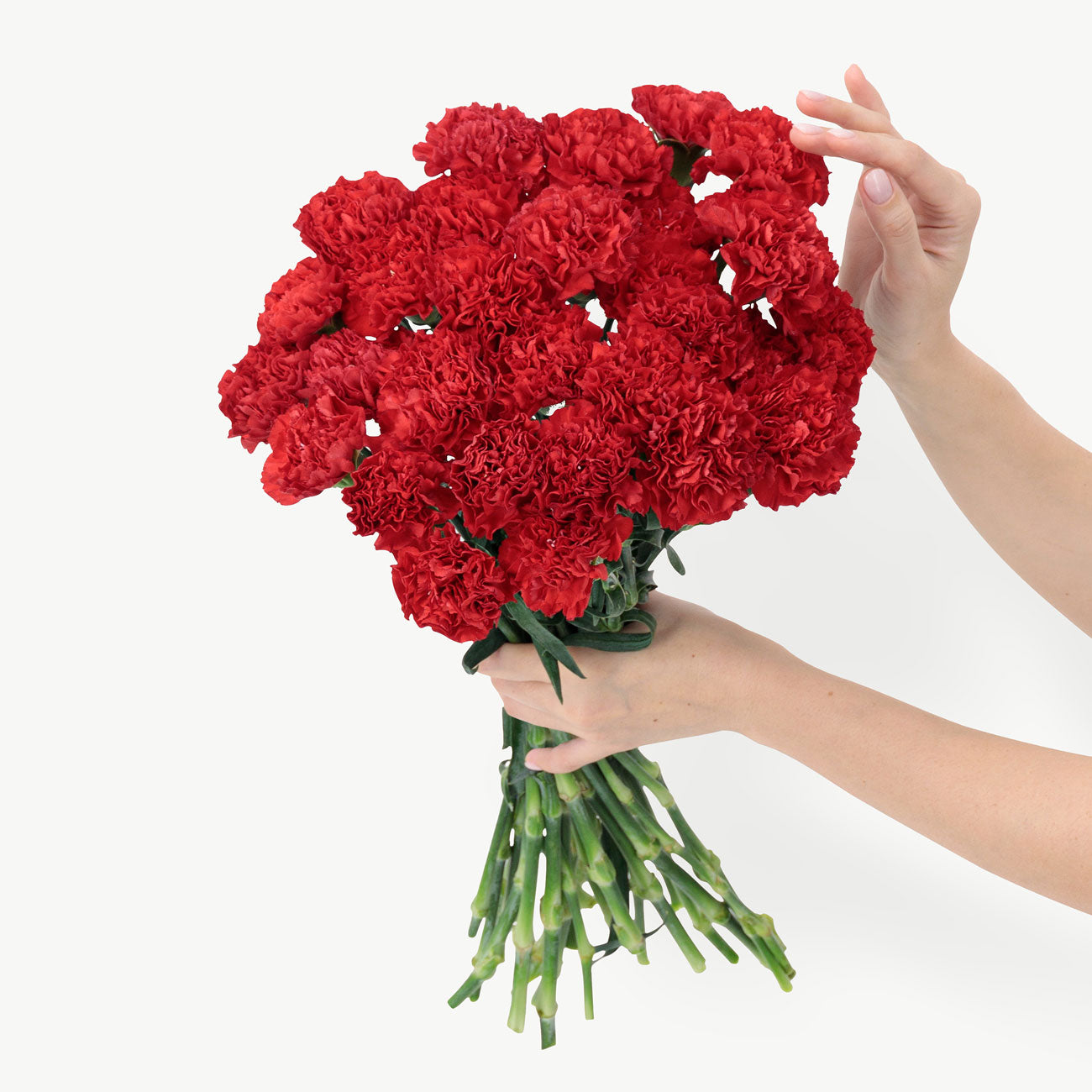 dubairoses