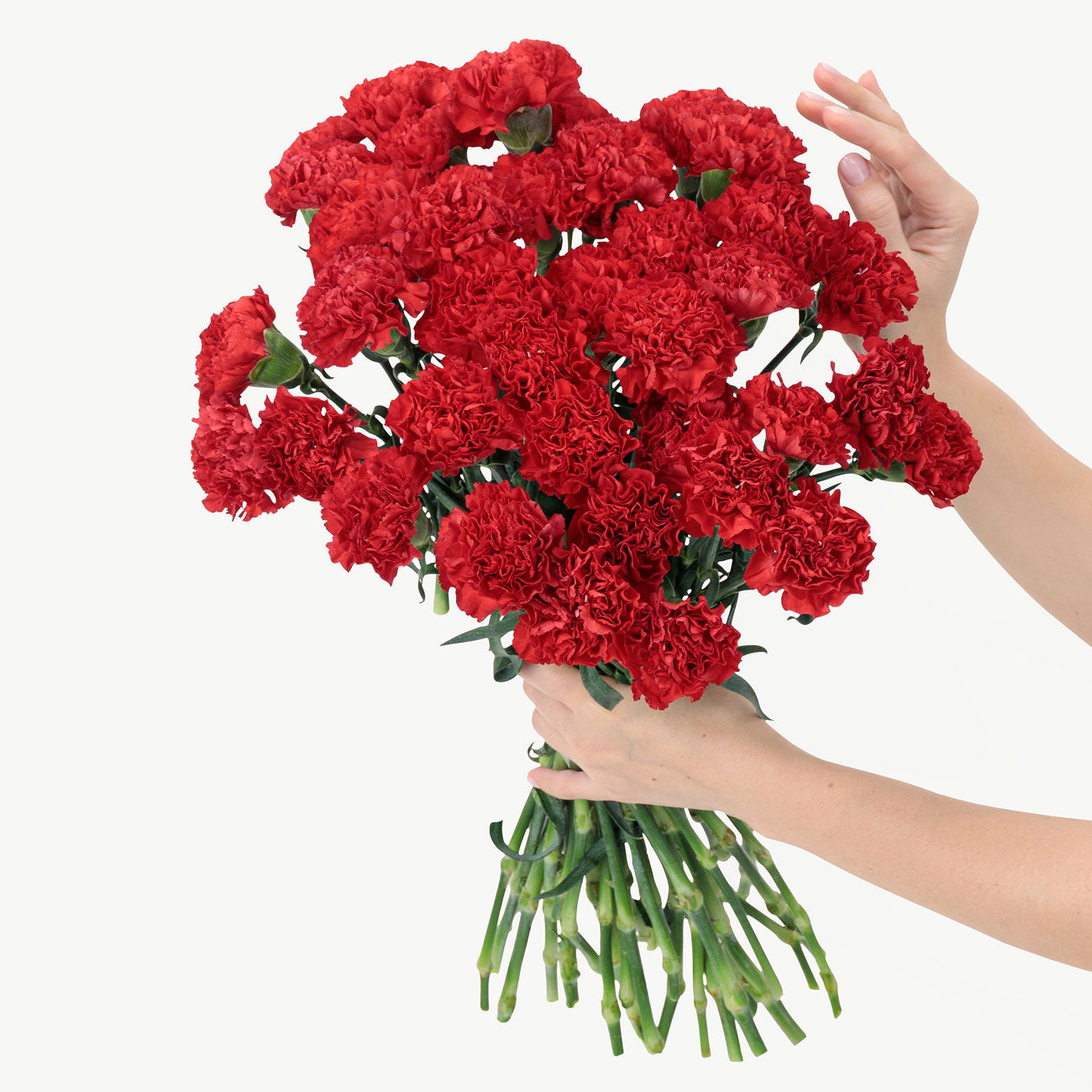 dubairoses