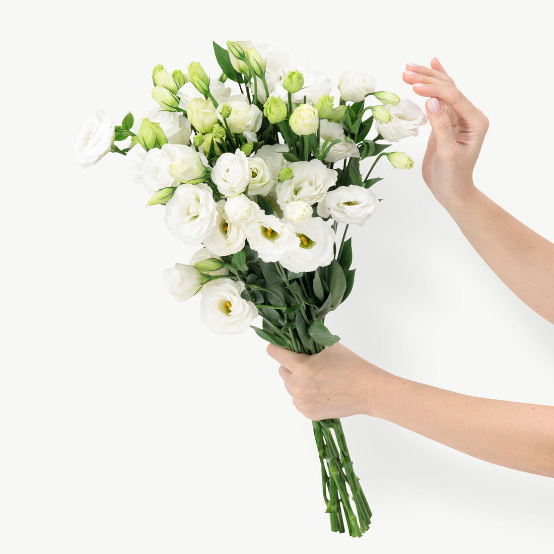 White Lisianthus Flowers