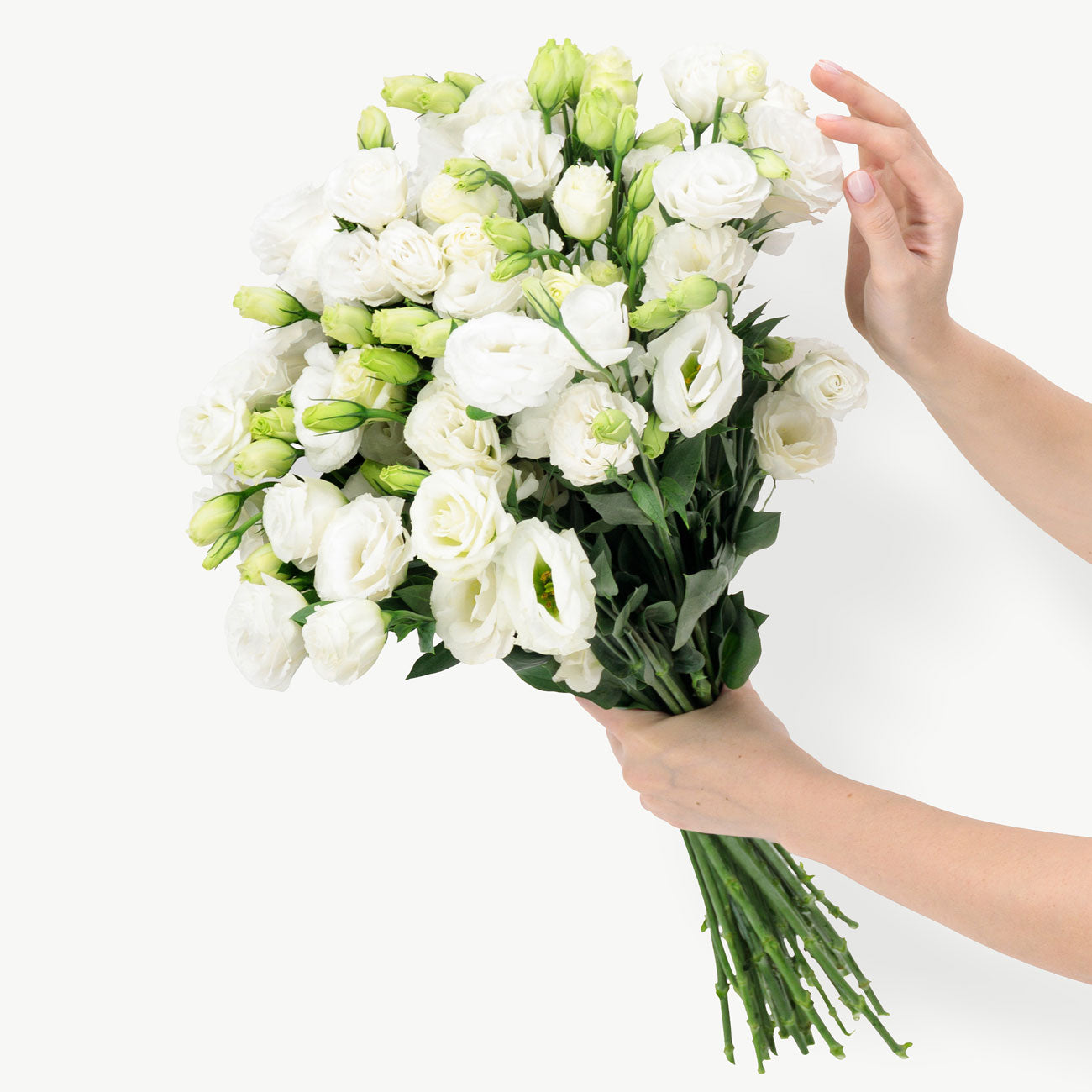 dubairoses