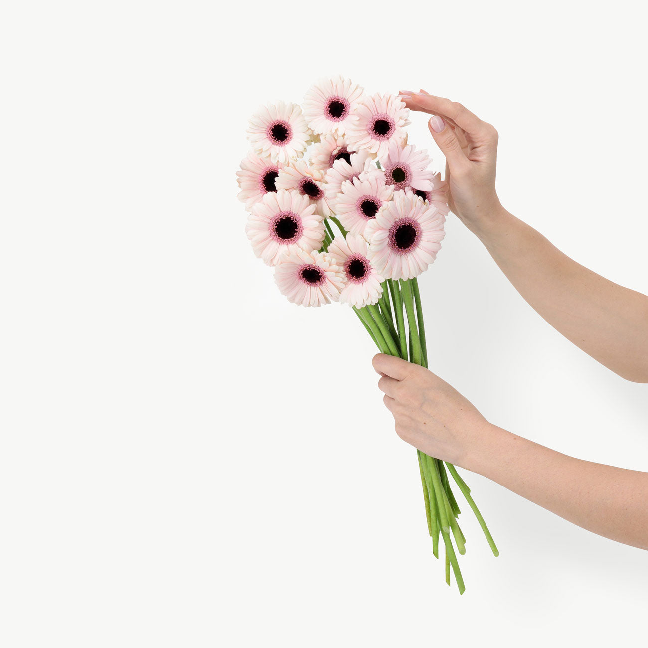 dubairoses