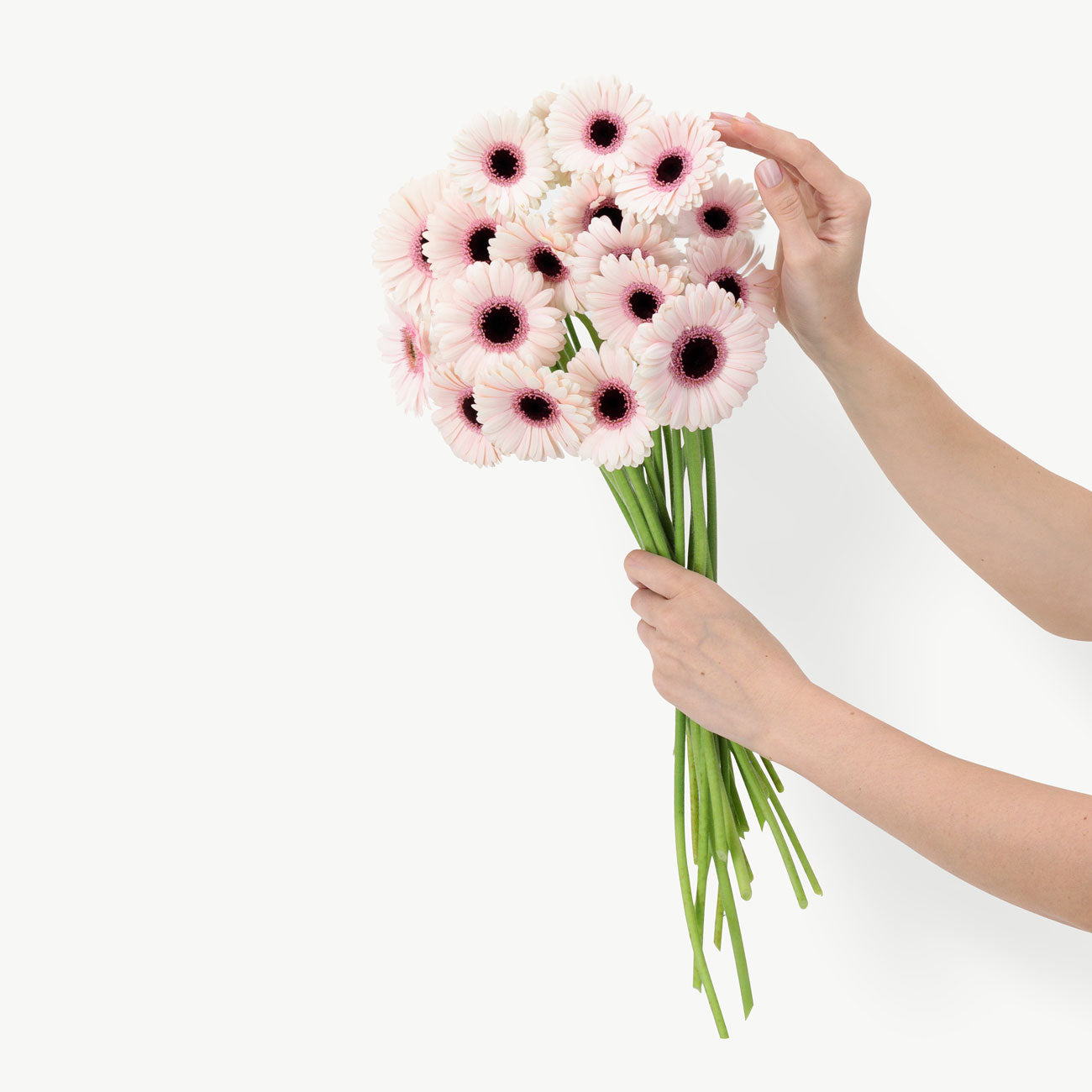 dubairoses