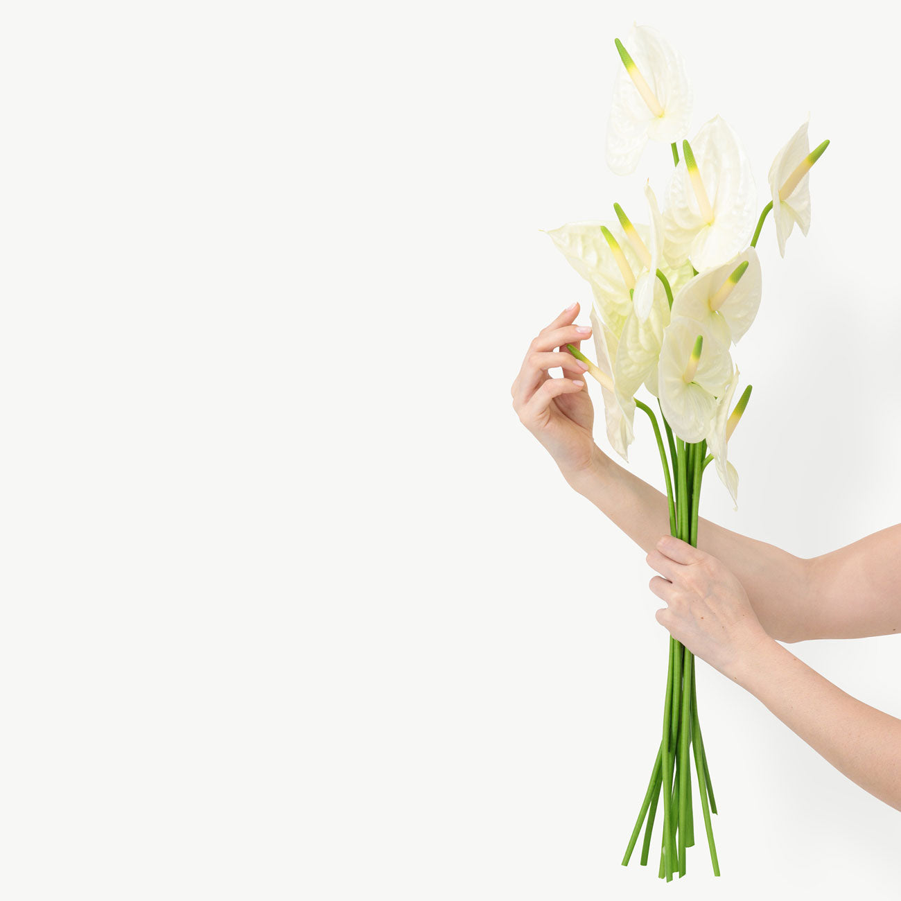 White Anthurium Flowers