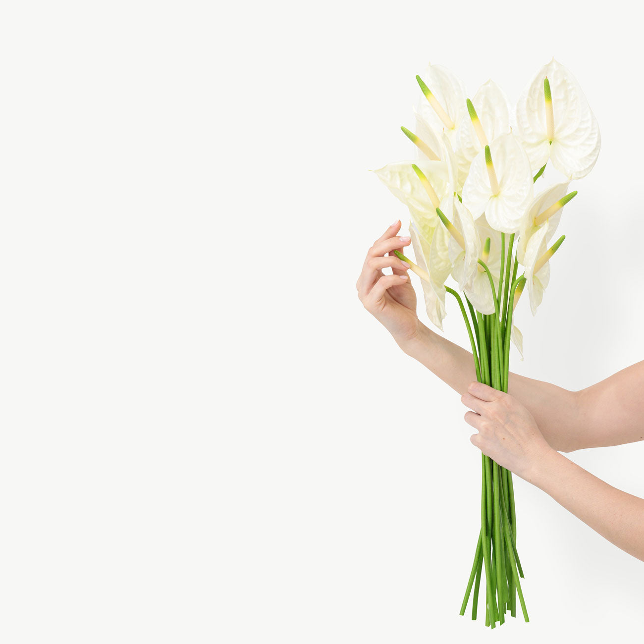 White Anthurium Flowers