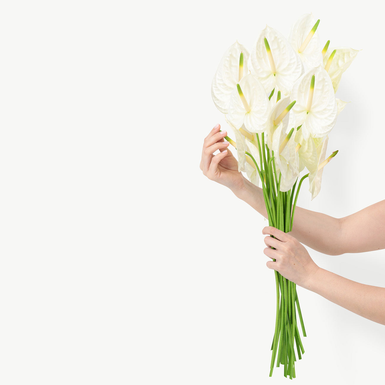 White Anthurium Flowers