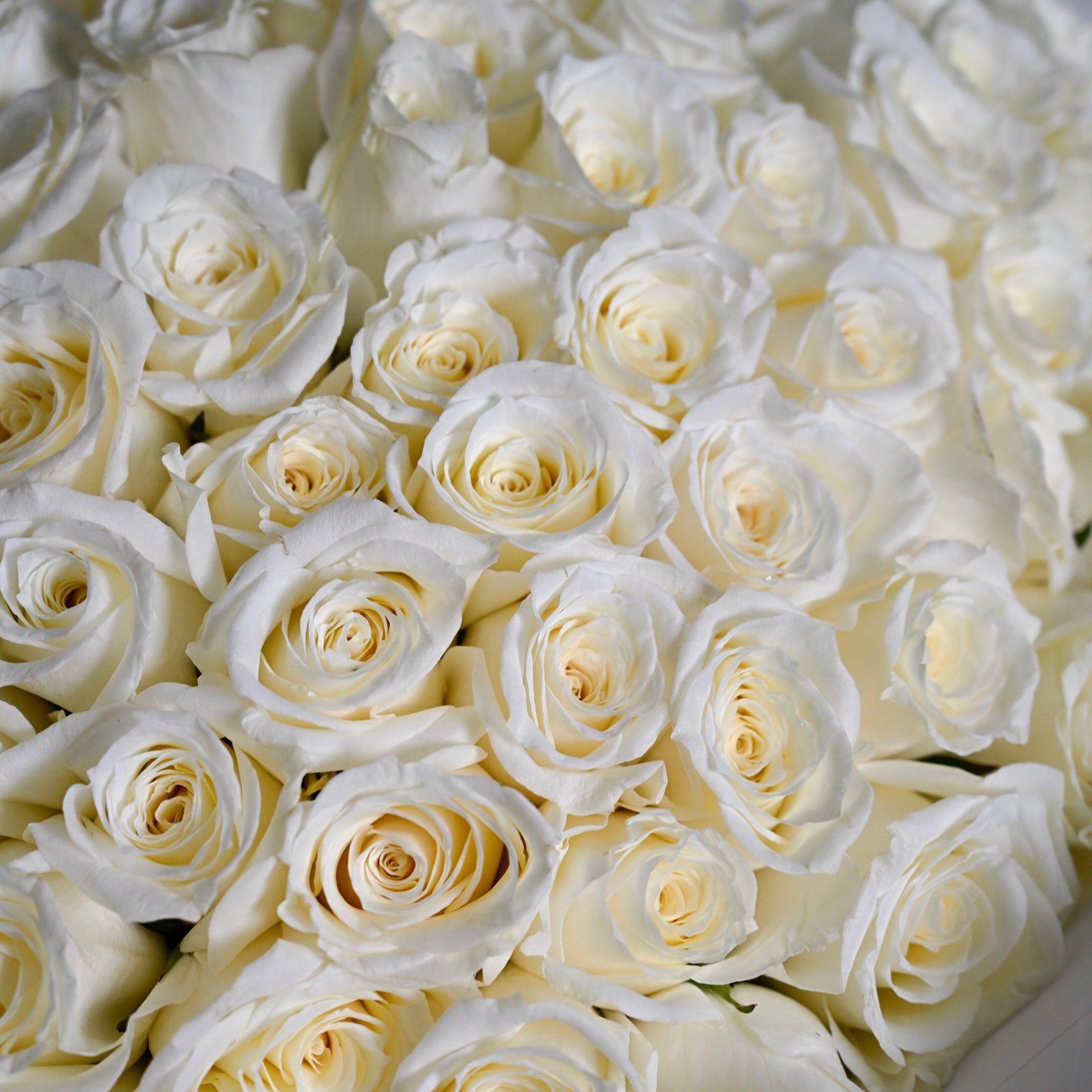 Close-up photo of 200 white roses bouquet