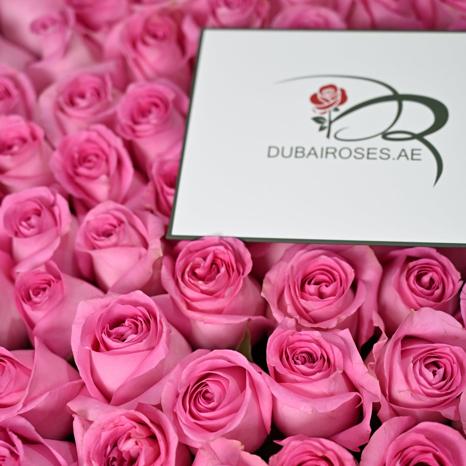 dubairoses