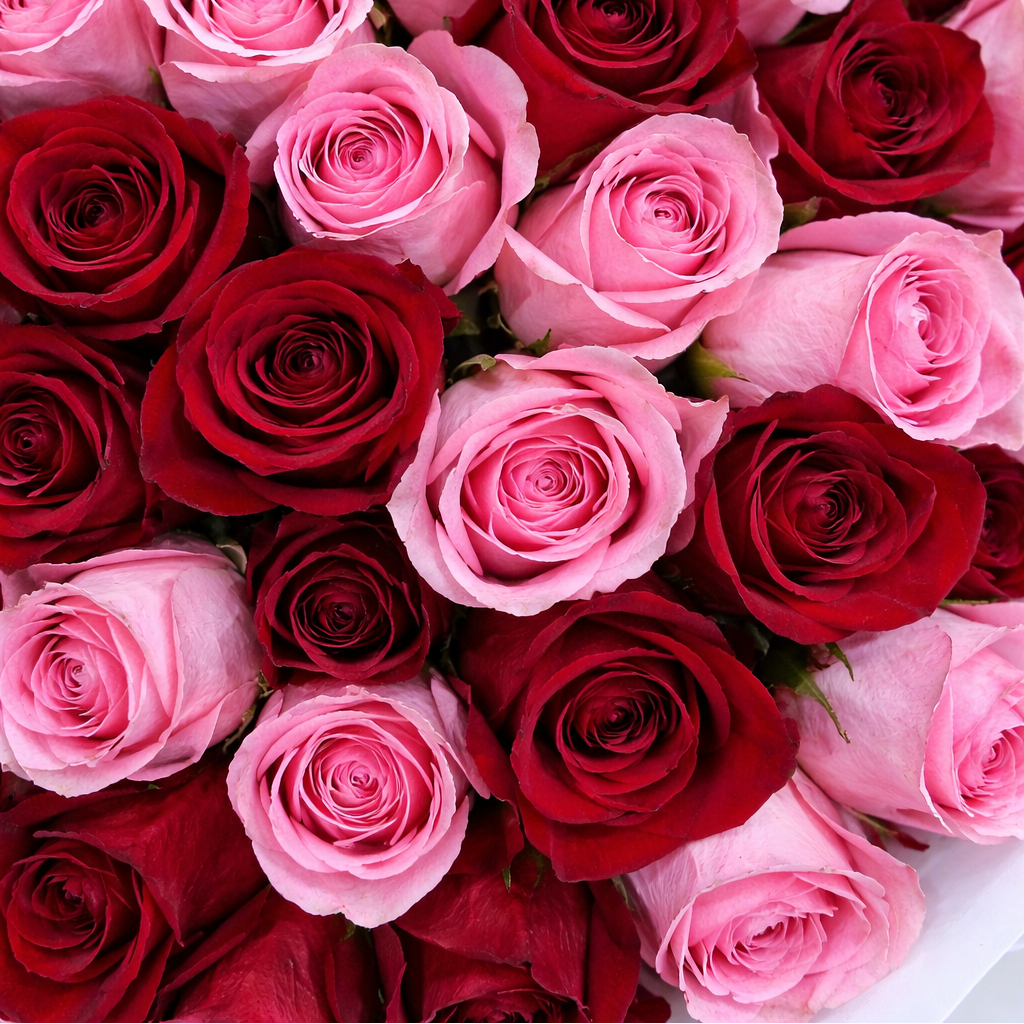 A massive, grand-scale luxury bouquet featuring a dense mix of 100 fresh red and pink roses wrapped in premium white pleated paper and finished with elegant ribbons.