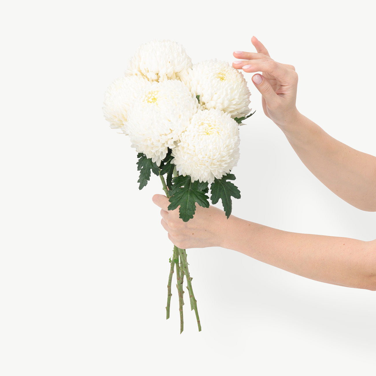 dubairoses