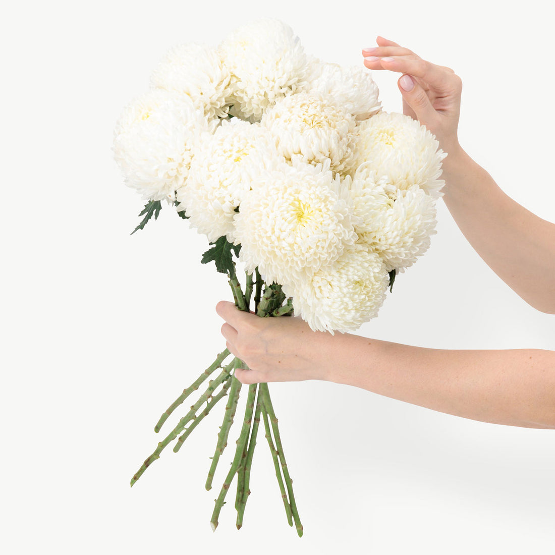 White Chrysanthemum