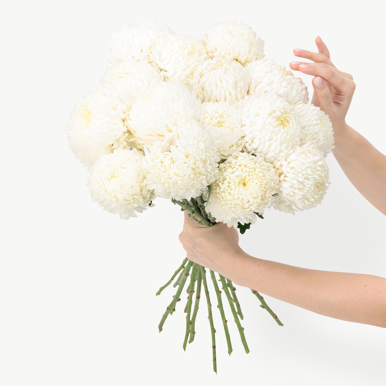 White Chrysanthemum