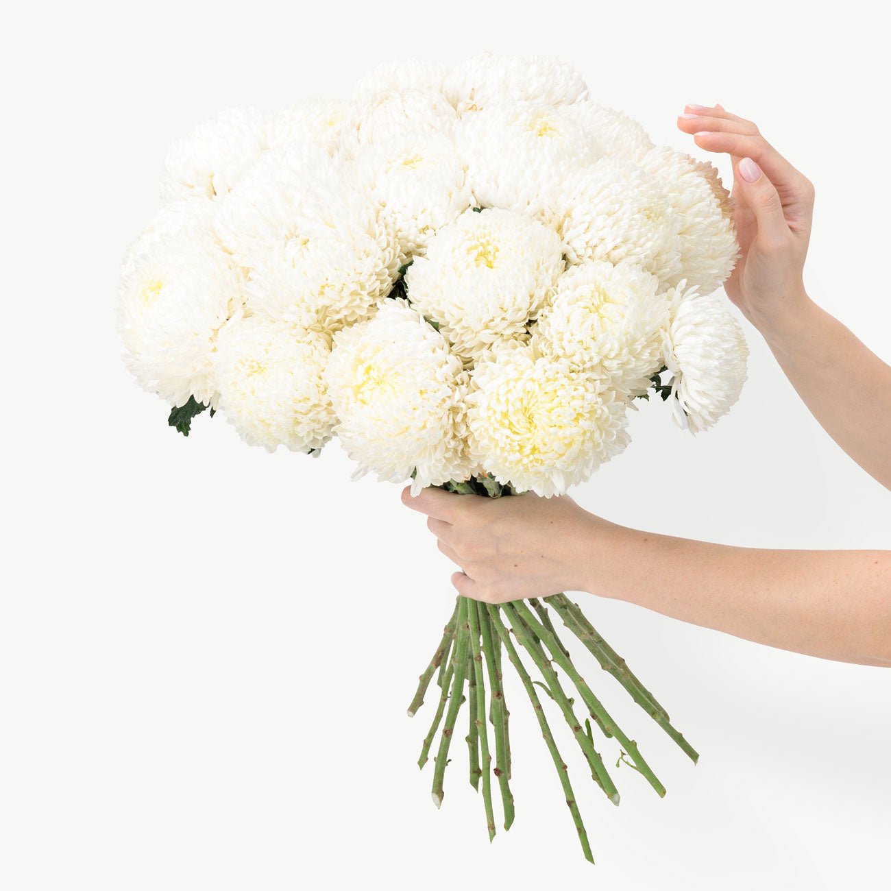 dubairoses