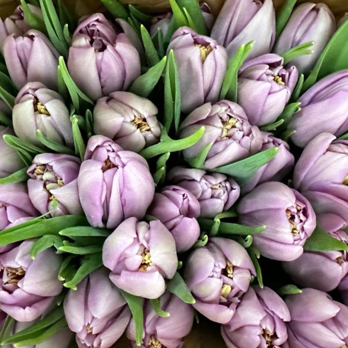 Bouquet of purple tulips on a brown paper background