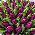 Bouquet of purple tulips with green leaves in a white container