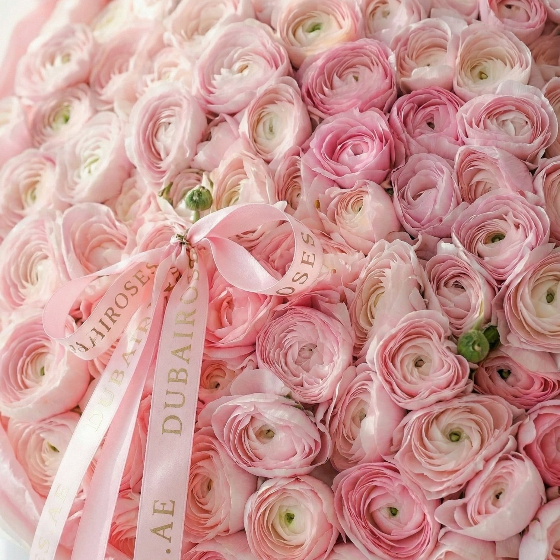 dubairoses