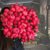 100 Red Peonies