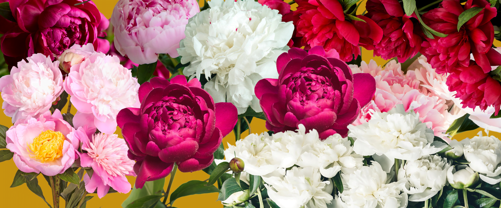 Peonies