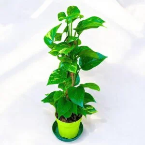Epipremnum Pinnatum