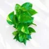 EPIPREMNUM PINNATUM Indoor plant 11
