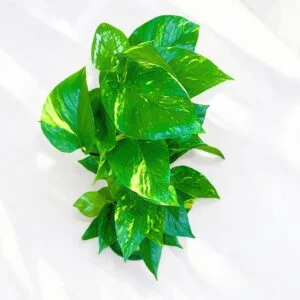 Epipremnum Pinnatum - Image 2