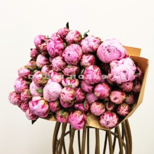 59 Pink Peonies