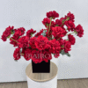 french red roses in box