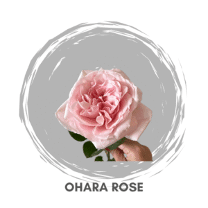 Ohara Rose