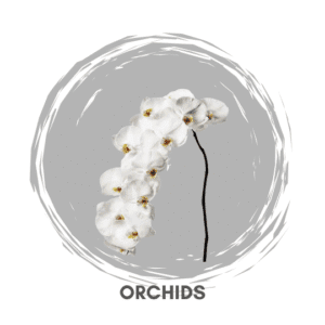 Orchids