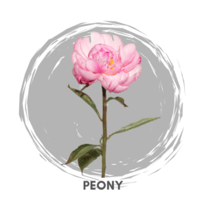Peony